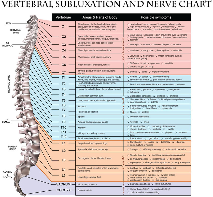 Meric chart showing spinal nerve connections